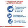 Корм Royal Canin Indoor 7+ для пожилых кошек в возрасте от 7 до 12 лет живущих в помещении 3.5кг